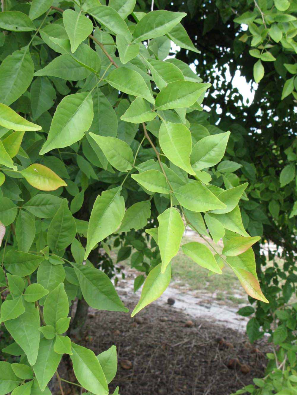              Sun leaves (Winter Haven, FL)       